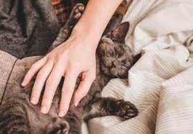Acariciar varios minutos a perros y gatos fortalece el organismo alejándolo del estrés
