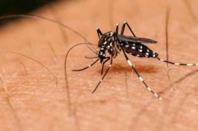 Se confirmó un caso de chikungunya en el Chaco