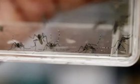 Chaco super� los 6 mil casos de dengue