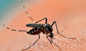 Detectaron 1030 casos de dengue en Santa Fe en la �ltima semana
