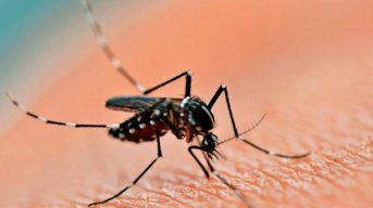 Detectaron 1030 casos de dengue en Santa Fe en la última semana
