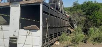 Corrientes: volcó un camión que trasladaba vacas y los vecinos las faenaron
