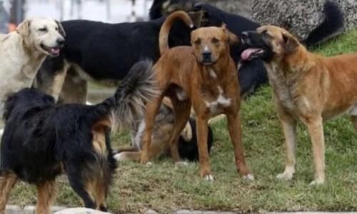 Hallan el cuerpo de un hombre en Mendoza: sus perros lo estaban comiendo
