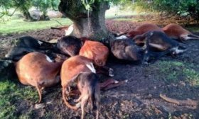 Cay un rayo y murieron diez vacas en una zona rural de Corrientes
