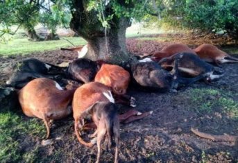 Cayó un rayo y murieron diez vacas en una zona rural de Corrientes
