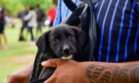 Se brind atencin gratuita a mascotas del barrio Santa Mara
